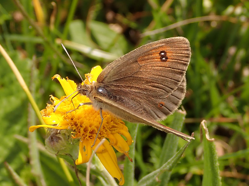 Erebia ottomana